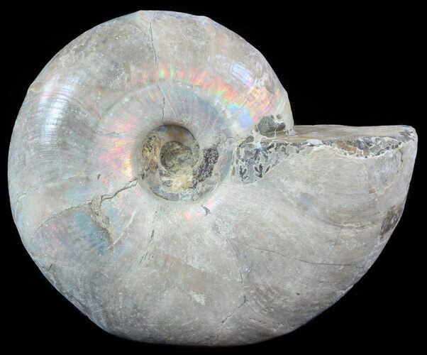 Silver Iridescent Ammonite (Desmoceras) - Madagascar #51512